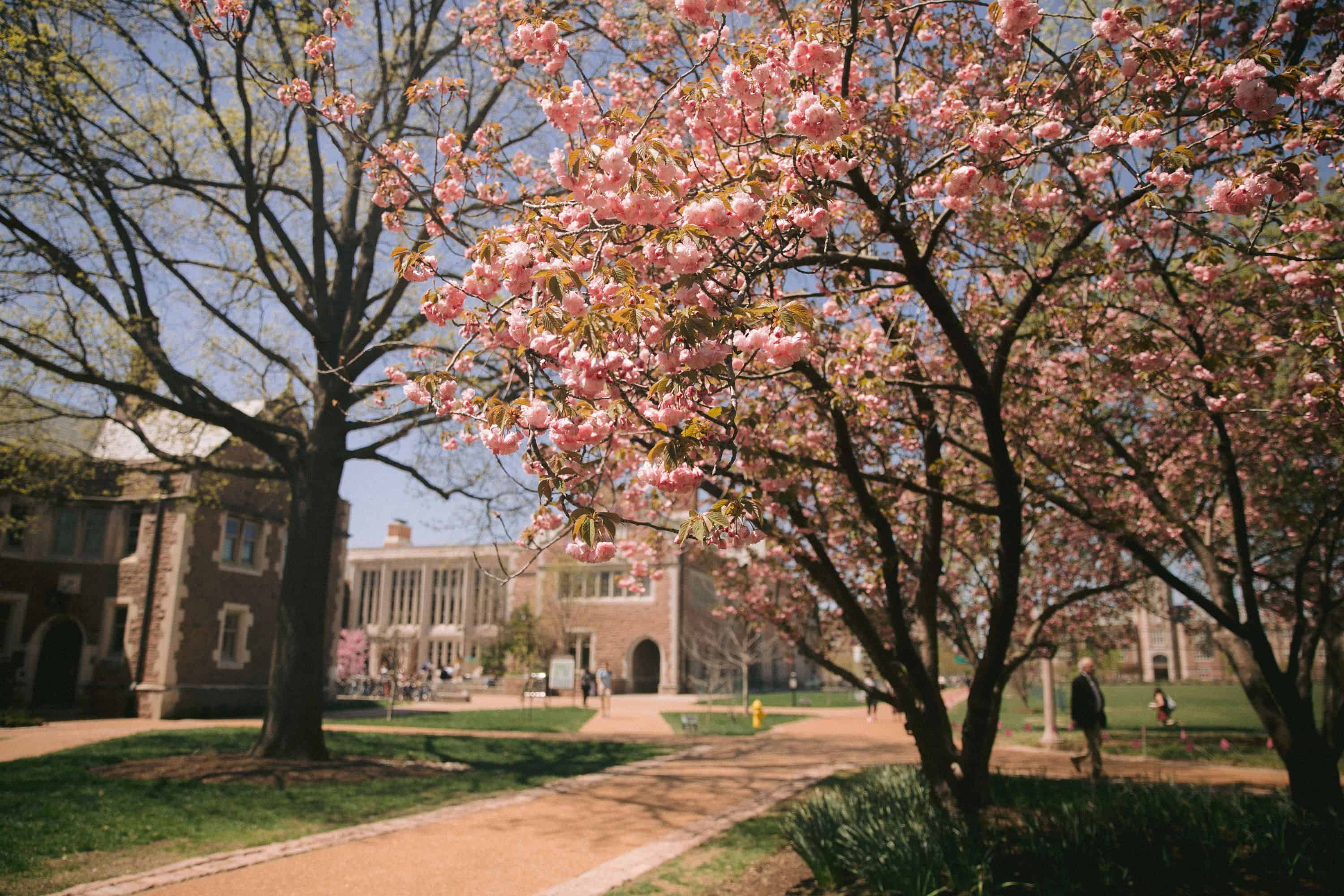 Washington University St. Louis Pink flowering tree