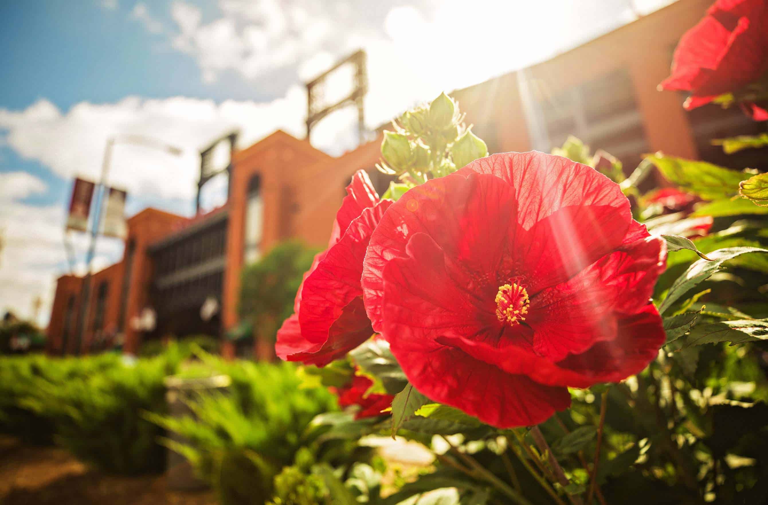 Busch Stadium St. Louis Landscaping