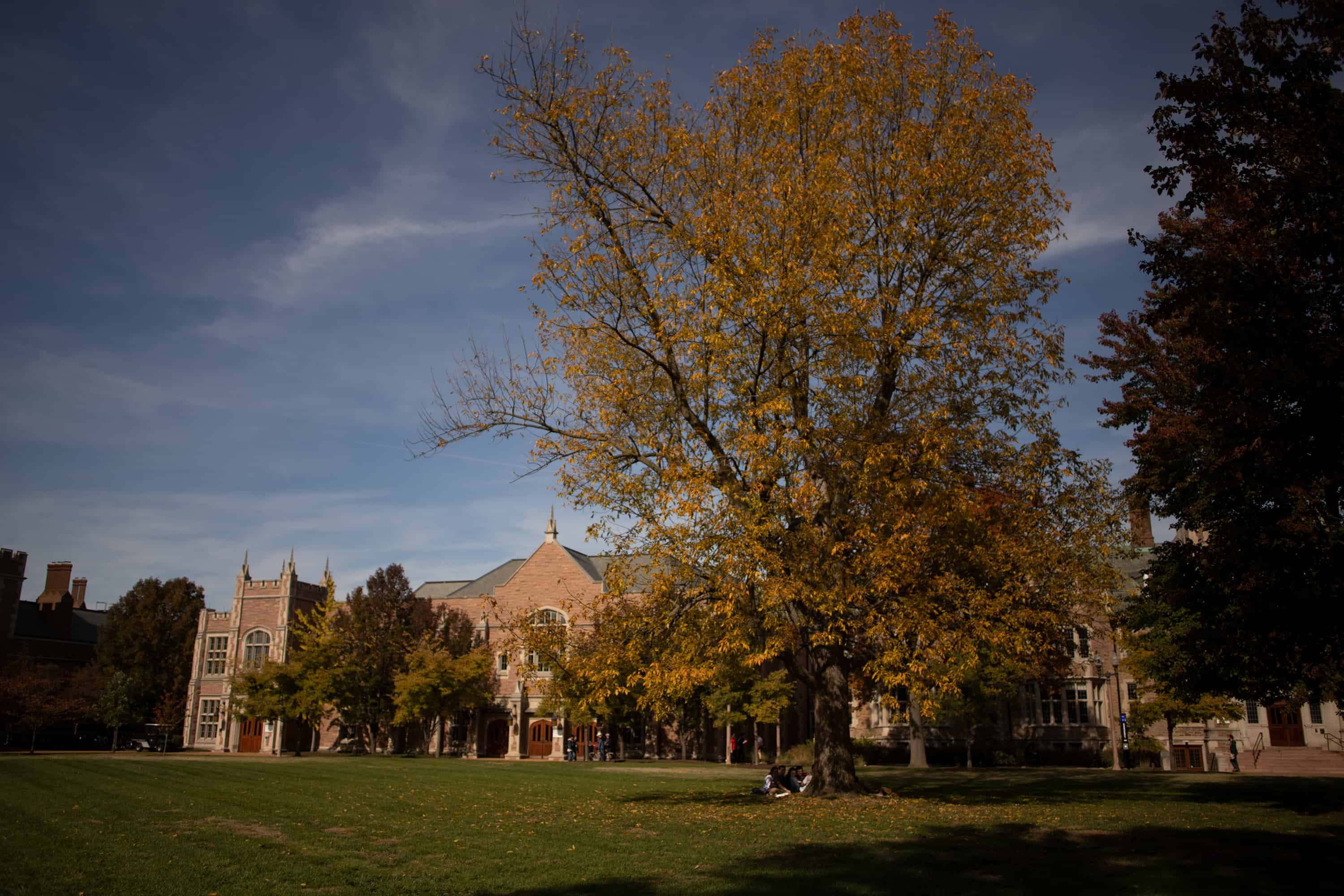 Washington University tees in Fall