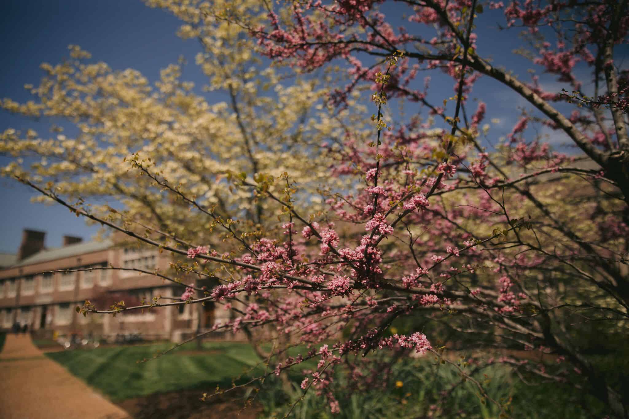 Washington University St. Louis Pink flowering tree