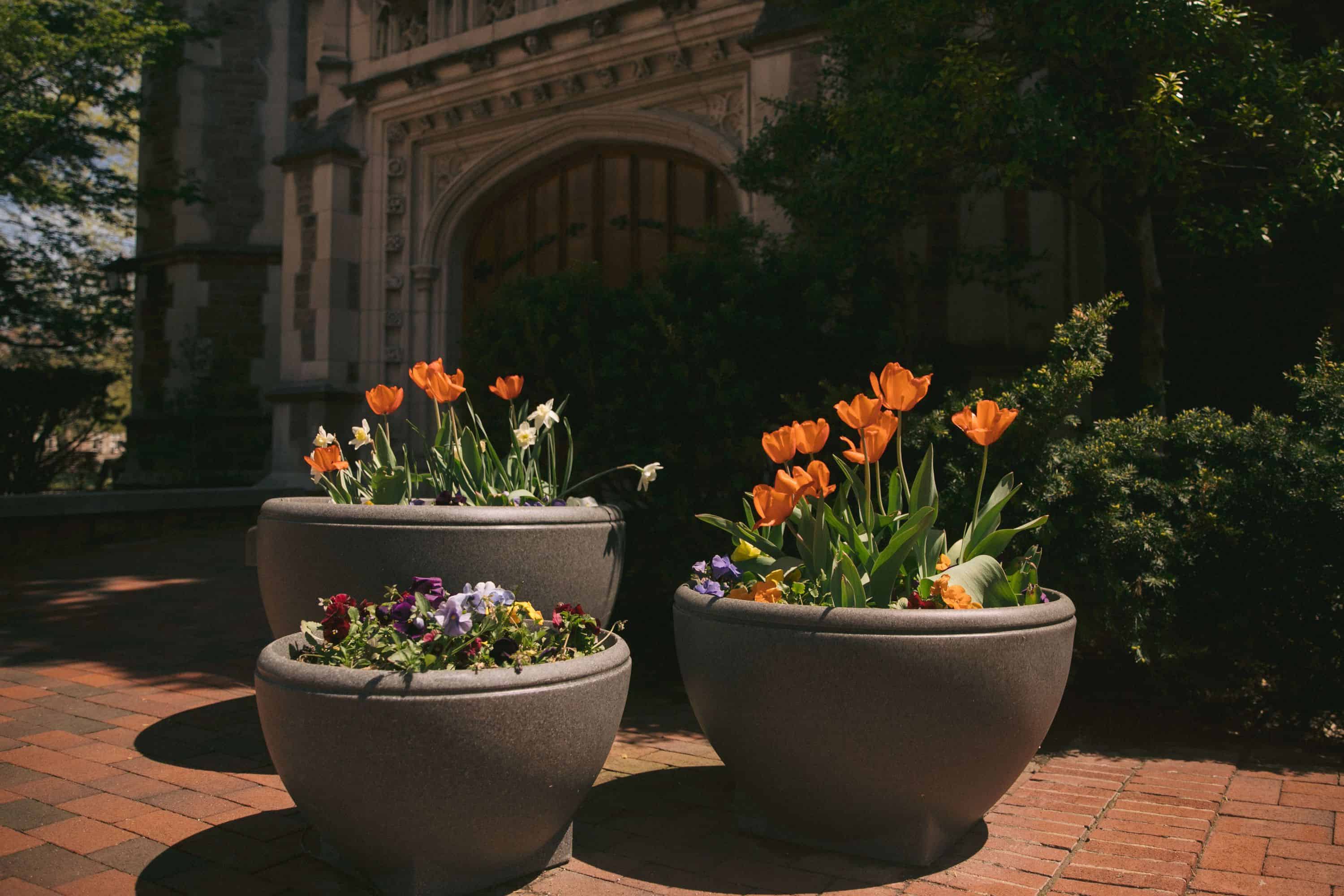 Washington University St. Louis flower planters