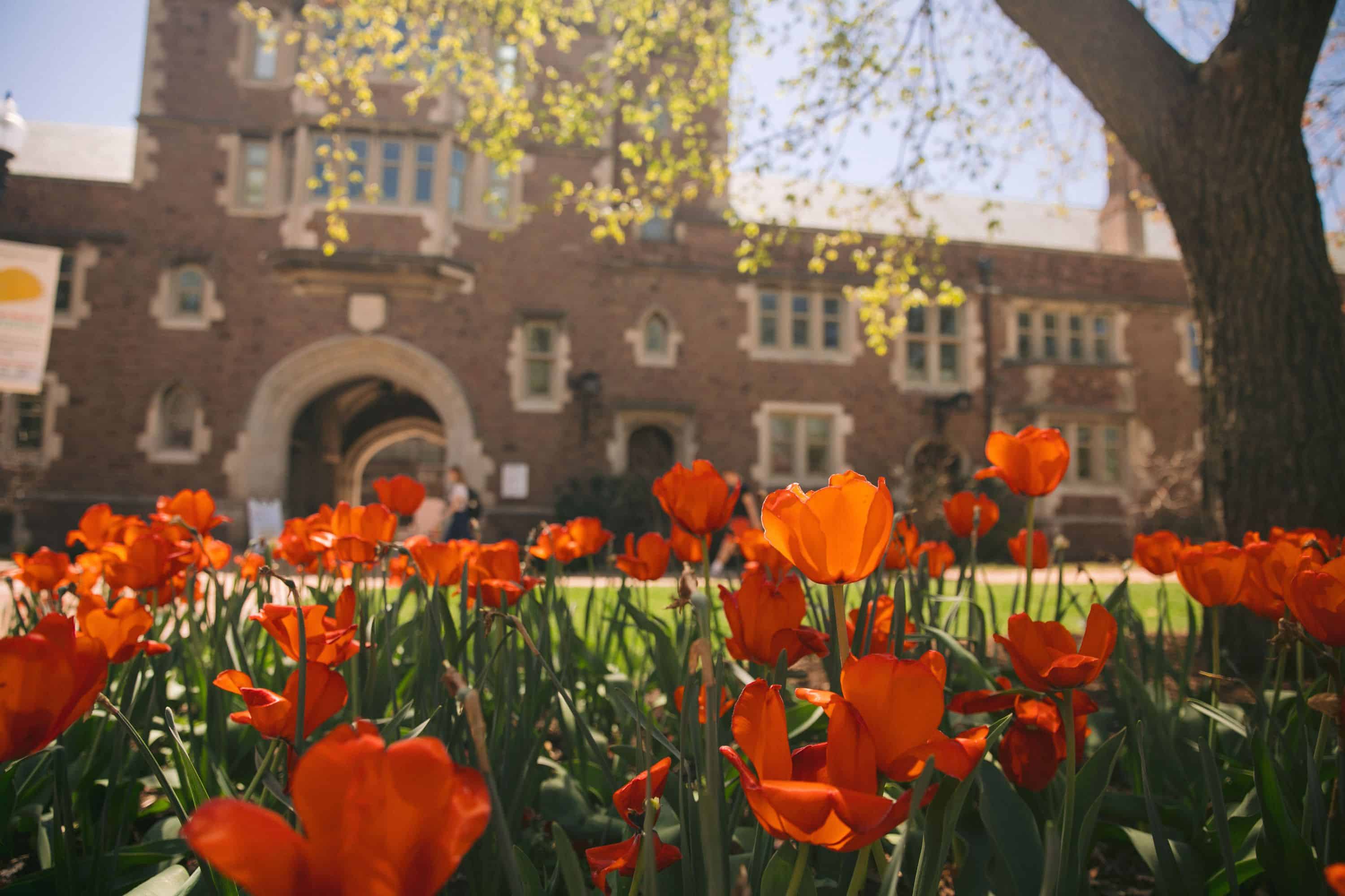 Washington University St. Louis Red Flowers