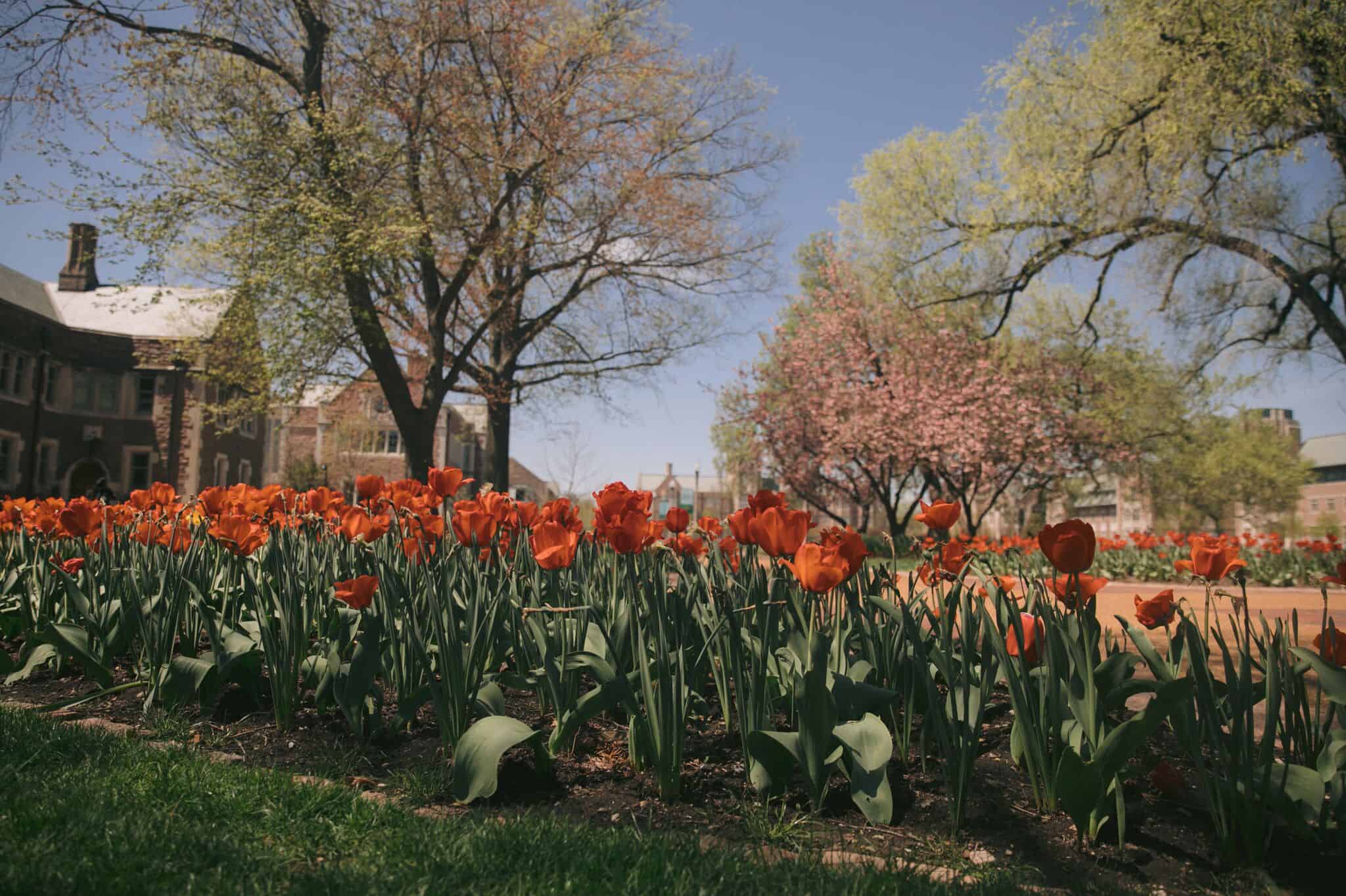 Washington University St. Louis Red Flowers