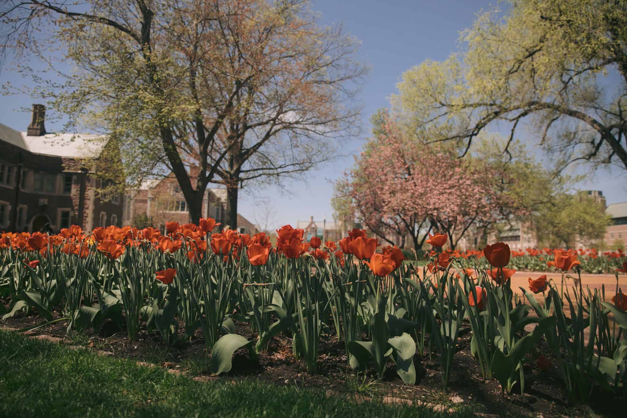 Washington University St. Louis Red Flowers