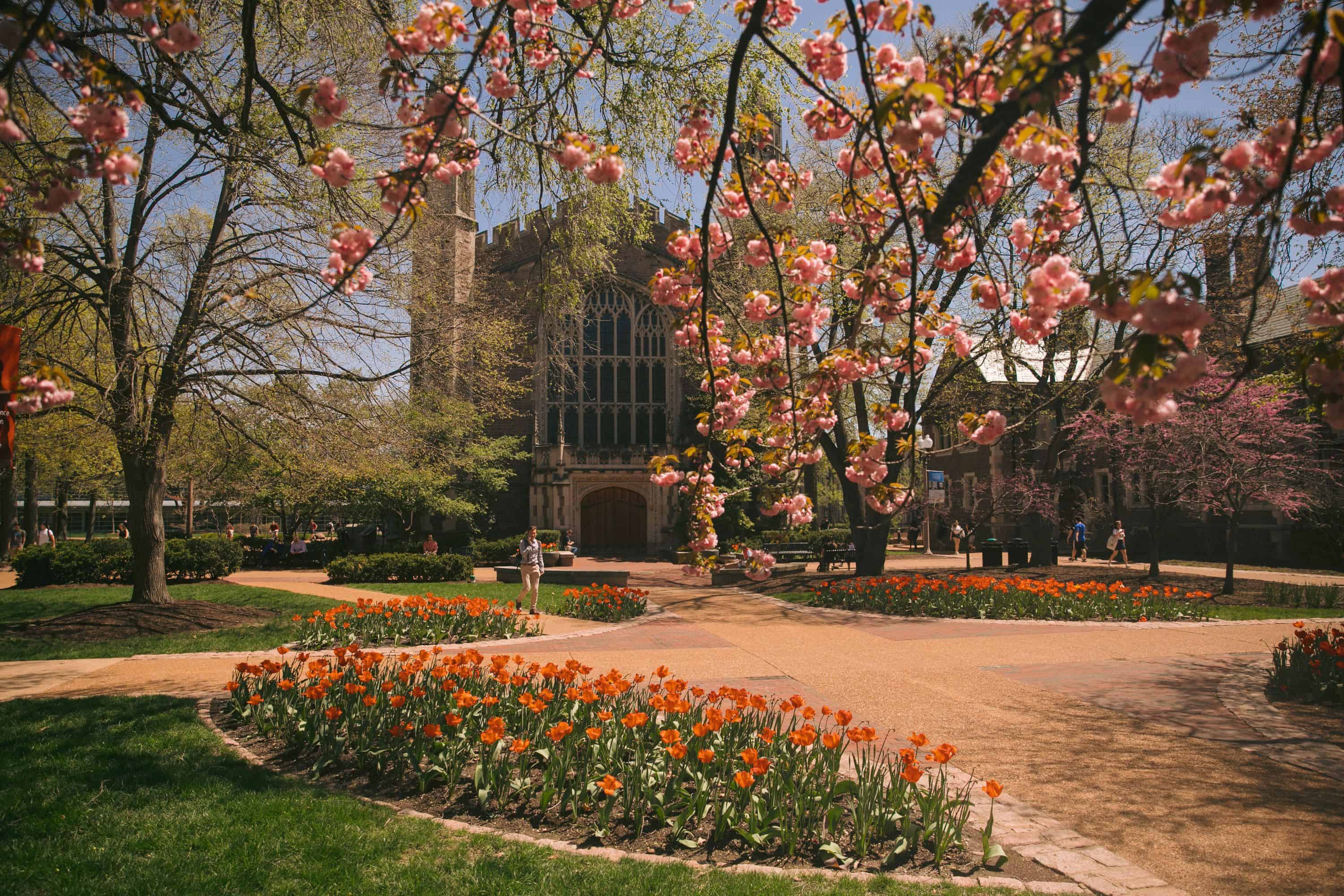 Washington University St. Louis Red Flowers man Walking